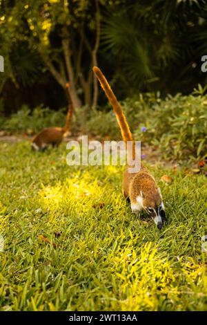 Coati Wildlife Animals Mexico in der Natur Stockfoto