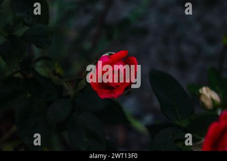 Eine einzelne hellrote Rose mit grünem Hintergrund Stockfoto