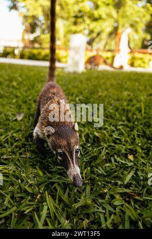 Coati Mundis neugierig Mexiko Wild Life Stockfoto