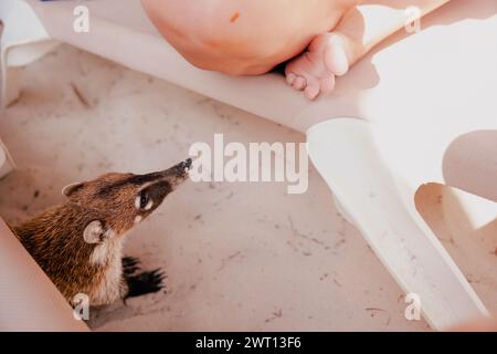 Kurioses Coati Mundi in Mexiko-Stränden Stockfoto