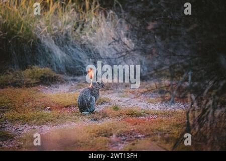 Wild Life Rabbit in den Wüsten von Arizona Stockfoto