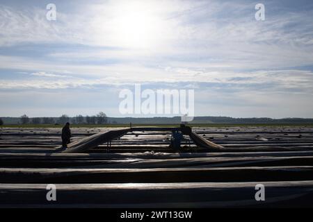 Hohenseeden, Deutschland. März 2024. Ein Mitarbeiter der Landwirtschaftsgenossenschaft Hohenseeden arbeitet zwischen den Graten eines Spargelfeldes. Aufgrund der milden Temperaturen haben die Spargelbauern begonnen, die Folie auf die Spargelfelder aufzutragen. Bei anhaltendem milden Wetter kann der erste Spargel der Saison Anfang April geerntet werden. Quelle: Klaus-Dietmar Gabbert/dpa/Alamy Live News Stockfoto