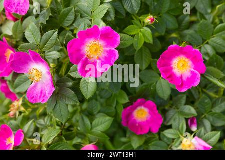 Hundsrose Rosa canina in Blüte *** Hundsrose Rosa canina in Blüte Stockfoto