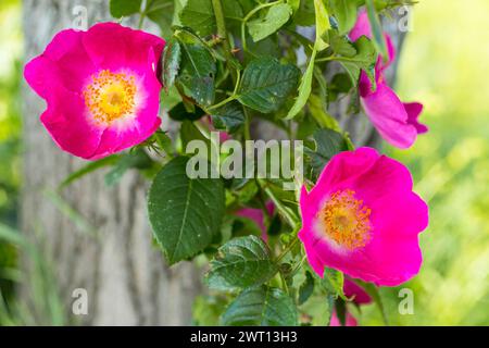 Hundsrose Rosa canina in Blüte *** Hundsrose Rosa canina in Blüte Stockfoto