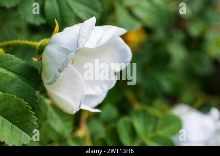 Hundsrose Rosa canina in Blüte *** Hundsrose Rosa canina in Blüte Stockfoto