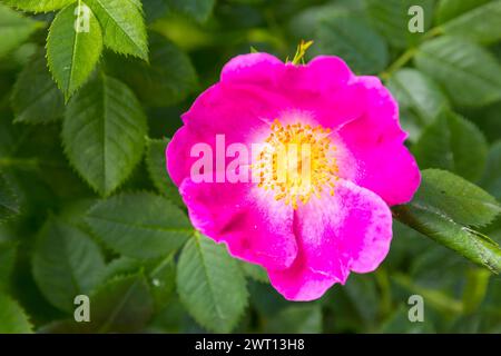 Hundsrose Rosa canina in Blüte *** Hundsrose Rosa canina in Blüte Stockfoto