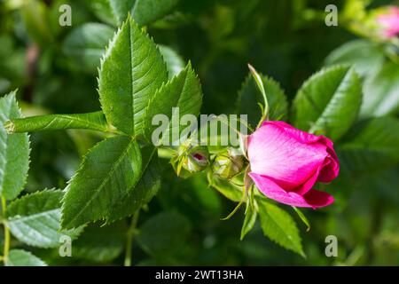 Hundsrose Rosa canina in Blüte *** Hundsrose Rosa canina in Blüte Stockfoto