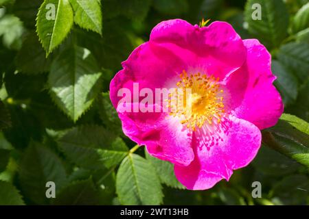 Hundsrose Rosa canina in Blüte *** Hundsrose Rosa canina in Blüte Stockfoto