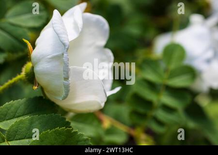 Hundsrose Rosa canina in Blüte *** Hundsrose Rosa canina in Blüte Stockfoto