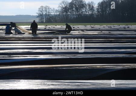 Hohenseeden, Deutschland. März 2024. Mitarbeiter der Landwirtschaftsgenossenschaft Hohenseeden arbeiten zwischen den Graten eines Spargelfeldes. Aufgrund der milden Temperaturen haben die Spargelbauern begonnen, die Folie auf die Spargelfelder aufzutragen. Bleibt das Wetter so mild, kann der erste Spargel der Saison Anfang April geerntet werden. Quelle: Klaus-Dietmar Gabbert/dpa/Alamy Live News Stockfoto