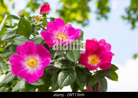 Hundsrose Rosa canina in Blüte *** Hundsrose Rosa canina in Blüte Stockfoto