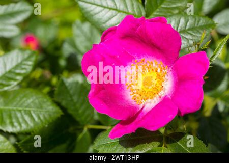 Hundsrose Rosa canina in Blüte *** Hundsrose Rosa canina in Blüte Stockfoto