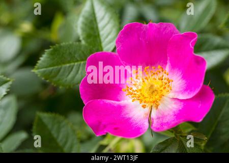 Hundsrose Rosa canina in Blüte *** Hundsrose Rosa canina in Blüte Stockfoto