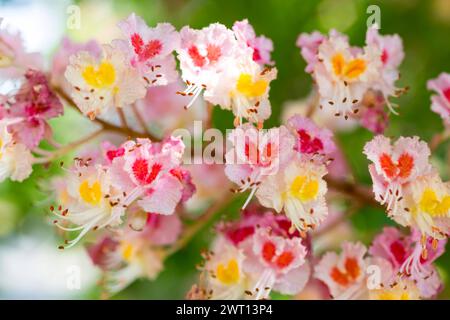 Rote Rosskastanie Aesculus pavia in Blüte *** Rote Rosskastanie Aesculus pavia in Blüte Stockfoto