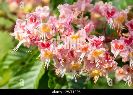 Rote Rosskastanie Aesculus pavia in Blüte *** Rote Rosskastanie Aesculus pavia in Blüte Stockfoto