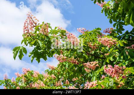 Rote Rosskastanie Aesculus pavia in Blüte *** Rote Rosskastanie Aesculus pavia in Blüte Stockfoto