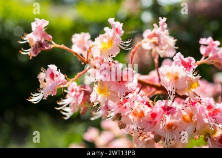 Rote Rosskastanie Aesculus pavia in Blüte *** Rote Rosskastanie Aesculus pavia in Blüte Stockfoto