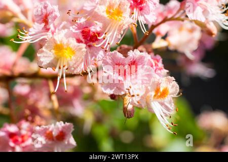 Rote Rosskastanie Aesculus pavia in Blüte *** Rote Rosskastanie Aesculus pavia in Blüte Stockfoto