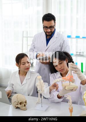 Ein Team von Wissenschaftlern arbeitet zusammen, um die Anatomie eines Fußmodells zu erforschen Stockfoto