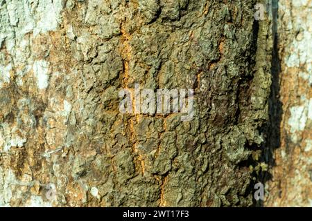 Die Haut ist sehr holprig und uneben und hat viel Rinde. Haut, gestreift, Oberfläche, strukturiert, Holz, Stamm, vertikal, Holz. Holzhautstruktur oder nat Stockfoto