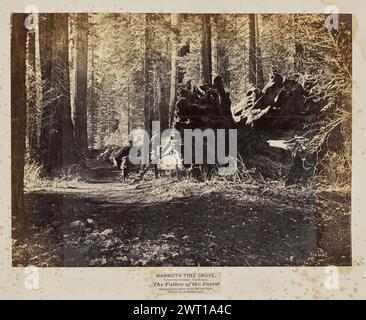 Mammoth Tree Grove, Calaveras County, Kalifornien. Der Vater des Waldes. Schätzungsweise 450 Fuß hoch, 120 Fuß im Umfang. Eadweard J. Muybridge, Fotograf (Amerikaner, geb. England, 1830–1904) Negativfotograf 1867, spätere Ansicht eines großen gefallenen Baumstamms in einem Wald. Drei kaukasische Männer stehen in der Nähe oder auf dem Baumstamm. (Recto, Mount) oben links, mit Bleistift: 'BR 4029 [Sideways] / Bancroft 50 [Sideways]'; mittig, unten Bild, gedruckt auf Etikett, in schwarzer Tinte: 'MAMMOTH TREE GROVE, / Calaveras County, Kalifornien. / Der Vater des Waldes / wird geschätzt Stockfoto