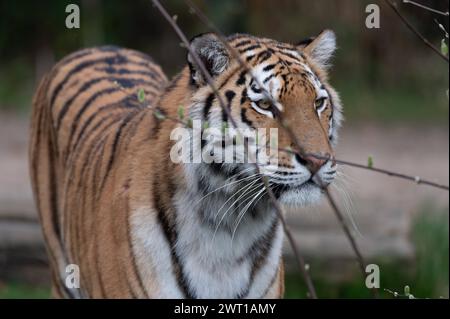 AMURTIGER, auch sibirischer Tiger, Ussuritiger, Panthera tigris altaica, Tiere im Zoom Gelsenkirchen, Zoom Erlebniswelt in Gelsenkirchen, 07.03.2024 *** AMURTIGER, auch bekannt als Sibirischer Tiger, Ussuri Tiger, Panthera tigris altaica, Tiere bei Zoom Gelsenkirchen, Zoom Erlebniswelt in Gelsenkirchen, 07 03 2024 Stockfoto