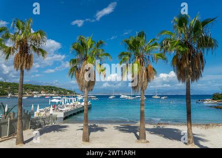 Palmen am Strand von Garoupe in Antibes an der französischen Riviera in Südfrankreich Stockfoto