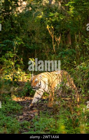 indische wilde weibliche Tiger oder panthera tigris Side Profile Streifen im Dschungel Wandern oder Territorialspaziergang im Wald der Region terai in natürlichem, landschaftlich reizvollem Grün Stockfoto