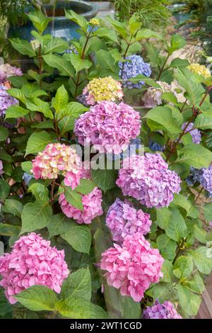 Gartenhortensie, Spitzenhortensie (Hydrangea Endless Summer Bloom Star, Hydrangea Bloom Star Endless Summer), blühende Sorte Blue Star Endless Stockfoto