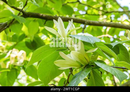 Solar Flair Magnolia (Magnolia 'Solar Flair', Magnolia Solar Flair), Blumen der Sorte Solar Flair Stockfoto