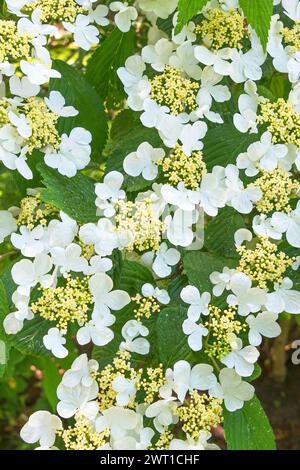 Viburnum (Viburnum plicatum 'Mariesii', Viburnum plicatum Mariesii), blühend, Sorte Mariesii Stockfoto