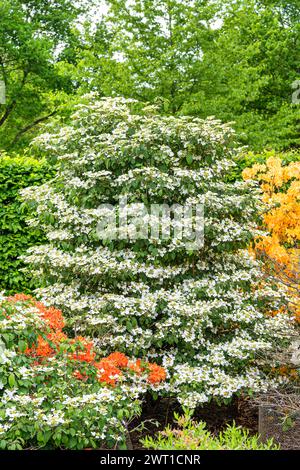 Viburnum (Viburnum plicatum 'Watanabe', Viburnum plicatum Watanabe), blühend, Sorte Watanabe Stockfoto