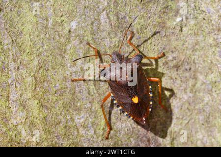Waldkäfer (Pentatoma rufipes), auf Stein, dorsaler Blick, Deutschland Stockfoto