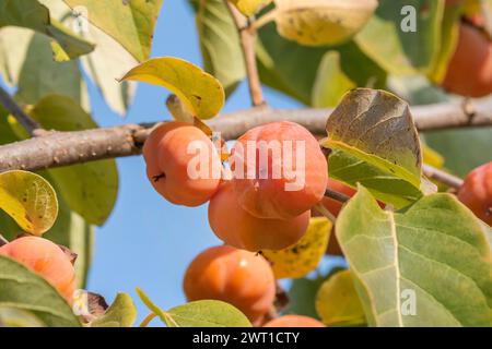 kaki Pflaumenbaum, japanische Persimmon (Diospyros kaki), Früchte auf einem Zweig Stockfoto