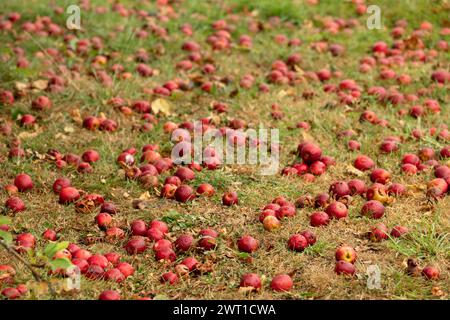 apfel (Malus domestica), rote Windfalläpfel auf einer Wiese, Dänemark, Mandoe Stockfoto