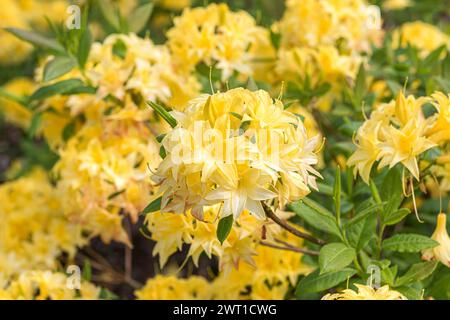 Azalea (Rhododendron 'Sonnenkoepfchen', Rhododendron Sonnenkoepfchen), Blüten der Sorte Sonnenkoepfchen Stockfoto