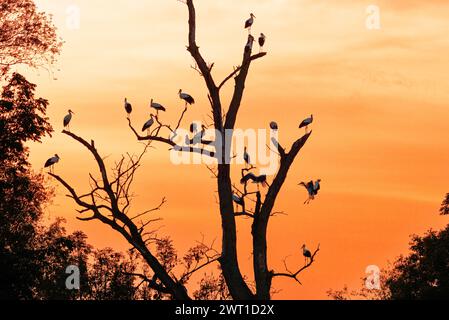 Weißstorch (Ciconia ciconia), große Truppe, die auf einer toten weißen Weide im Sonnenuntergang thront, Deutschland, Bayern, Erdinger Moos Stockfoto