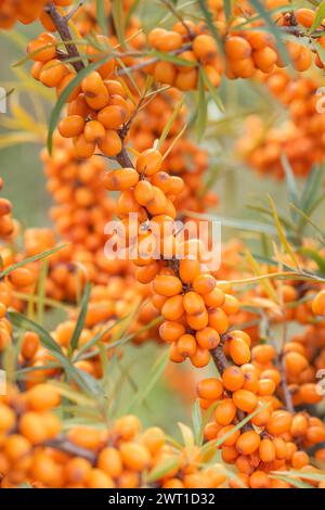 Seedorn (Hippophae rhamnoides 'Leikora', Hippophae rhamnoides Leikora), Zweig mit Beeren der Sorte Leikora, Europa, Bundesrepublik de Stockfoto