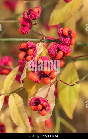 Erdbeerstrauch, amerikanischer Erdbeerstrauch, Bursting-Heart, Hearts-a-Bustin, Hearts-butin'-with-love (Euonymus americanus), Obst Stockfoto