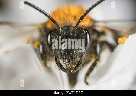 Tawny Grabbiene, Tawny Bergbaubiene, Tawny Bergbaubiene (Andrena fulva, Andrena armata), weiblich, Porträt, Deutschland Stockfoto