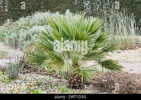 Europäische Fächerpalme, mediterrane Zwergpalme (Chamaerops humilis), in einem Garten, Europa, Deutschland, Sachsen Stockfoto