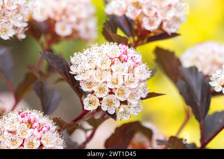 östlicher ninebark (Physocarpus opulifolius 'Sommerwein', Physocarpus opulifolius Sommerwein), blühend, Sommerwein Stockfoto