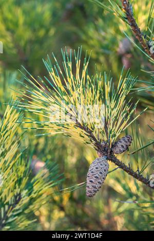 Japanische Rotkiefer (Pinus densiflora 'Oculus-draconis', Pinus densiflora Oculus-draconis), Zweig mit Kegel, Sorte Oculus-draconis, Europa, Bundesre Stockfoto