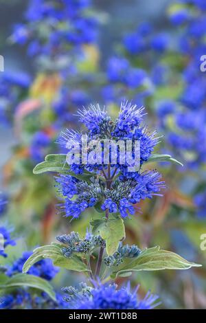 Blaubart, Blaue Spiraea (Caryopteris x clandonensis 'Beyond Midnight', Caryopteris x clandonensis Beyond Midnight, Caryopteris clandonensis), Aufblähung Stockfoto