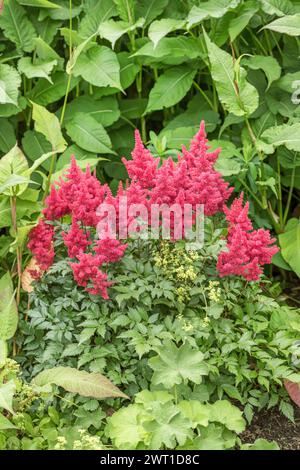 Falscher Ziegenbart (Astilbe arendsii 'Fanal', Astilbe arendsii Fanal, Astilbe x arendsii, Astilbe arendsii-Hybride), blühend, Cultivar Fanal Stockfoto