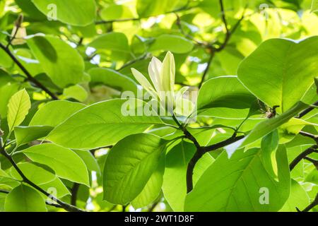 Solar Flair Magnolia (Magnolia 'Solar Flair', Magnolia Solar Flair), Blume der Sorte Solar Flair Stockfoto