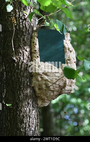 hornet, Braunhornet, Europäische Hornet (Vespa crabro), Hornissennest in einem Vogelnistkasten auf einem Baumstamm, Deutschland, Nordrhein-Westfalen, Ruhrgebiet, Stockfoto