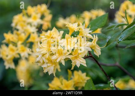 Gent Azalea (Rhododendron 'Narcissiflora', Rhododendron Narcissiflora), Blüten der Sorte Narcissiflora Stockfoto