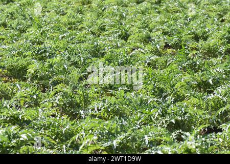 Artischockendistel, Cardoon (Cynara cardunculus, Cynara scolymus), geerntetes Artischockenfeld, Frankreich, Bretagne Stockfoto