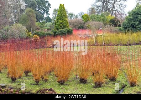 Weiße Weide (Salix alba „Yelverton“, Salix alba Yelverton), Sorte Yelverton Stockfoto